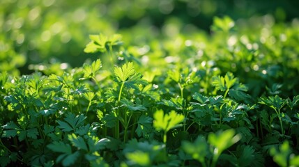 The cultivation and production of parsley, a successful harvest.