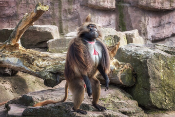 Gelada Baboon, the bleeding-heart monkey. Portrait