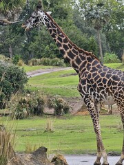Head Giraffe Giraffidae Plant Eye Plant community © Zombie Bunny