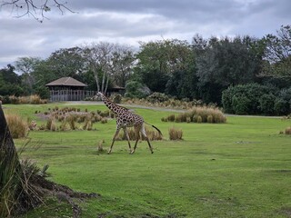 Giraffe Cloud Giraffidae Sky Plant Plant community © Zombie Bunny