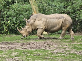 Rhinoceros White rhinoceros Black rhinoceros Plant Natural material Fawn