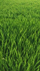 Fototapeta na wymiar Green grass textures