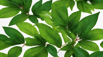 Green leaves on white background