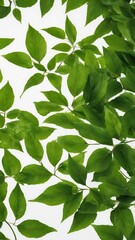 Green leaves on white background