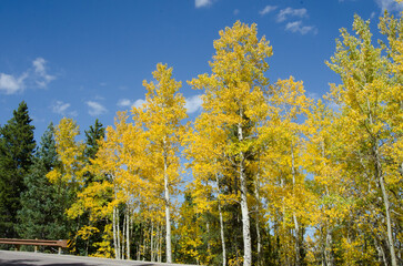 Aspens in Colorado Horizontal