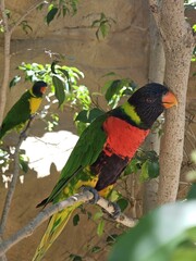 Bird Parrot Branch Organism Beak Macaw