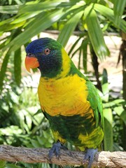 Bird Beak Parrot Organism Macaw Feather