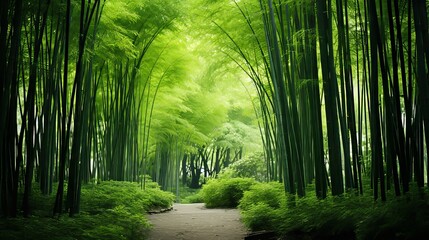 Obraz premium Serene sections of bamboo forest habitat, thriving in a lush and vibrant forest environment