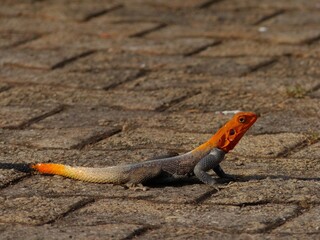 Orange, grey, and black lizard on brick
