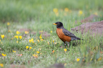 American Robin (Turdus migratorius) perched on a rock in a meadow
