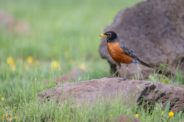 American Robin (Turdus migratorius) perched on a rock in a meadow