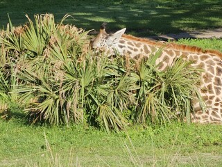 Plant Vertebrate Grass Terrestrial plant Fawn Terrestrial animal © Zombie Bunny