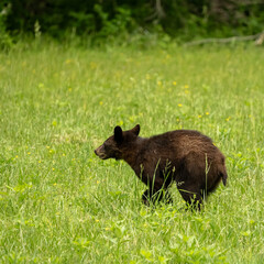 Young Black Bear Mid Gallop In Grassy Field
