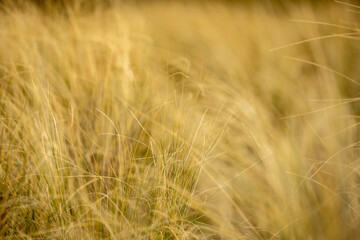 Yellow Grasses Slowly Turning Green In Big Bend