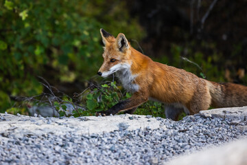Red fox in Montana