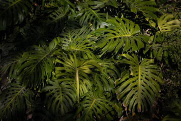 Fototapeta na wymiar green tropical plants in the sun 