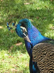 Fototapeta premium Bird Peafowl Phasianidae Beak Galliformes Natural material