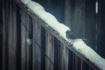 Bird in the winter