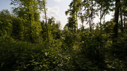 Fototapeta na wymiar Serene Forest Landscape Captured On a Sunny Day Amidst Lush Greenery