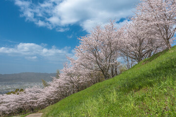 青空と満開の桜
Blue sky and cherry blossoms in full bloom