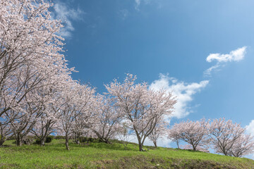青空と満開の桜
Blue sky and cherry blossoms in full bloom