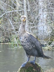 Water Bird Beak Lake Galliformes Phasianidae