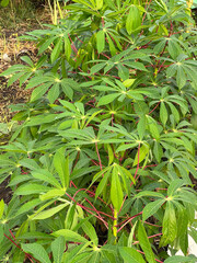 green cassava leaves in nature garden