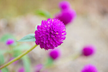 Obraz premium close up of beautiful blooming Amaranthus flower in garden