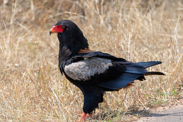 South African Bateleur eagle [terathopius ecaudatus] in Kruger National Park South Africa RSA