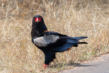 Bateleur eagle [terathopius ecaudatus] staring in Kruger National Park South Africa RSA
