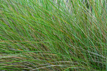 A screenful of sawgrass bent over by its own weight and the force of the wind, March Trail, Ten Thousand Island NWR, Florida