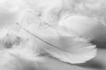 Fluffy white feathers on light background, closeup