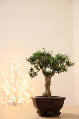 Beautiful bonsai tree in pot on wooden table, space for text