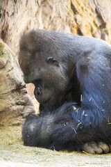 Portrait of a gorilla relaxing