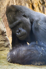 Portrait of a gorilla relaxing