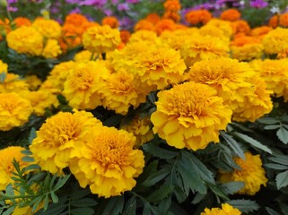 Tagetes or Marigold is a genus of annual or perennial, mostly herbaceous plants in the sunflower family Asteraceae.