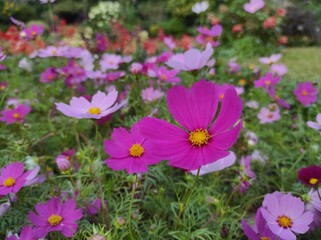Cosmos bipinnatus, commonly called garden cosmos or Mexican aster