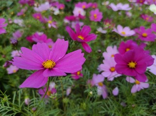 Obraz premium Cosmos bipinnatus, commonly called garden cosmos or Mexican aster