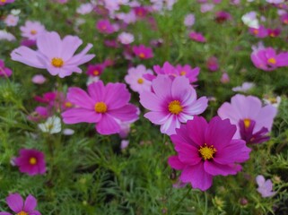 Cosmos bipinnatus, commonly called garden cosmos or Mexican aster