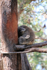 Koala Asleep in a Eucalyptus Tree in the Australian Bush