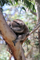 Koala Asleep in a Eucalyptus Tree in the Australian Bush