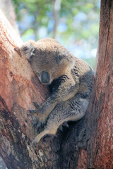 Koala Asleep in a Eucalyptus Tree in the Australian Bush