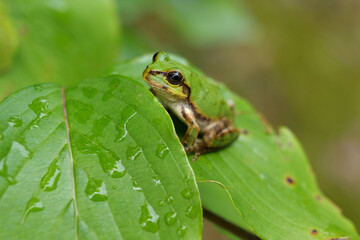 Japanese treefrog on green leaf.