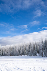 Winter Snow Covered Pine Trees in Utah
