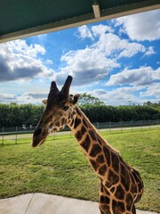 Giraffe Giraffidae Cloud Sky Plant Ecoregion