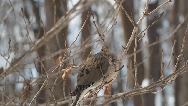mourning dove in winter