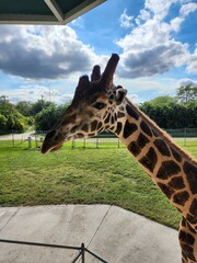 Giraffe Cloud Giraffidae Sky Plant Neck © Zombie Bunny