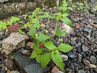  Blooms surrounding the house yard, creating a home garden adorned with wildflowers.