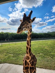 Hair Giraffe Cloud Giraffidae Sky Eye © Zombie Bunny
