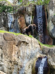 Busch Gardens Tampa Bay Water Plant Bedrock Carnivore Natural landscape